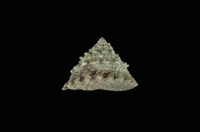 藏品(齒輪鐘螺)的圖片